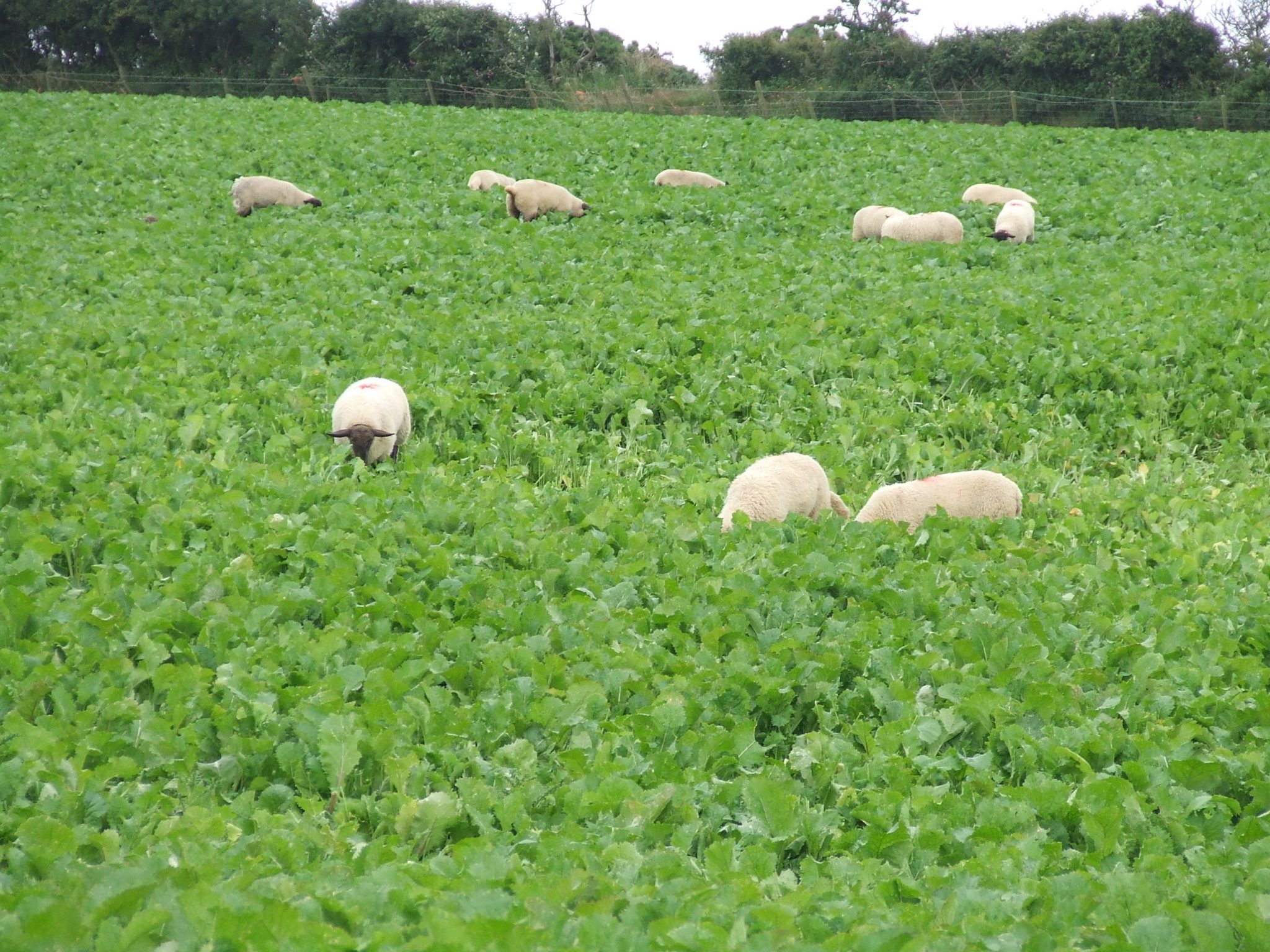 Information note from the Turkish Embassy on Health certificates regarding the exportation of animal crop fodder