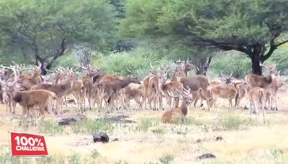 Bientôt plus de saison pour la viande de cerf