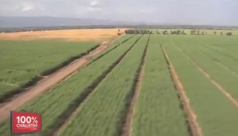 Alteo fait fleurir ses savoir faire au pied du Kilimandjaro